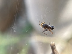 Cyrtophora cicatrosa