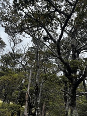 Petroica macrocephala macrocephala