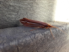 Psychoglypha bella