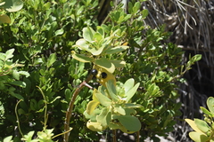 Scaevola plumieri