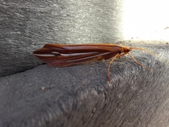 Psychoglypha bella