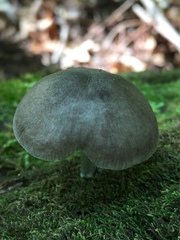 Pluteus americanus