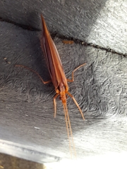 Psychoglypha bella