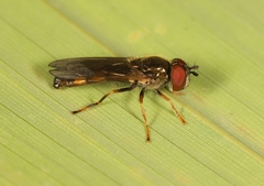Platycheirus clypeatus