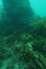 Notolabrus parilus