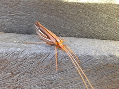 Psychoglypha bella