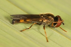 Platycheirus clypeatus