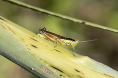 Scotussa impudica