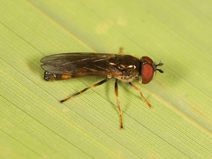 Platycheirus clypeatus