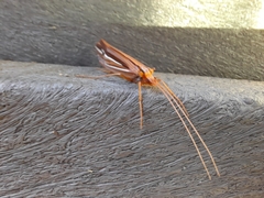 Psychoglypha bella