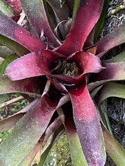 Neoregelia