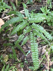 Adiantum pyramidale
