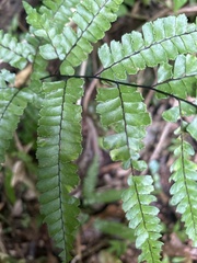Adiantum pyramidale