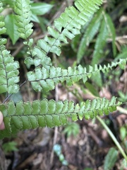 Adiantum pyramidale