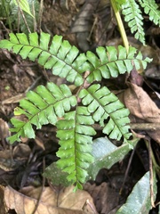 Adiantum latifolium