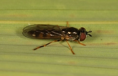 Platycheirus occultus