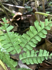 Adiantum latifolium