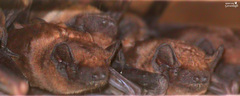 Nyctalus noctula