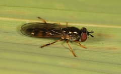 Platycheirus occultus