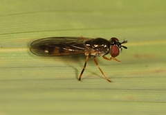 Platycheirus occultus