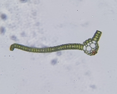 Syntrichia virescens
