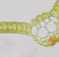 Syntrichia virescens