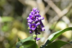 Dichorisandra thyrsiflora