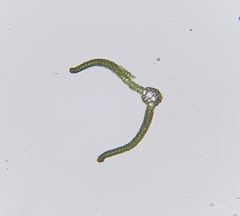 Syntrichia virescens