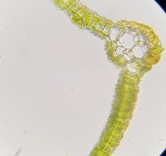 Syntrichia virescens