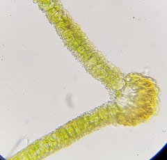 Syntrichia virescens