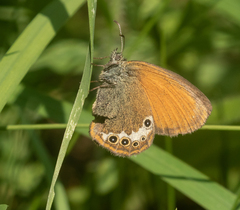 Coenonympha gardetta darwiniana