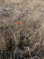 Asclepias lanceolata