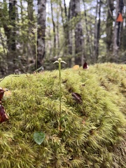Adenochilus gracilis