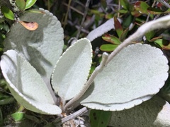 Brachyglottis haastii