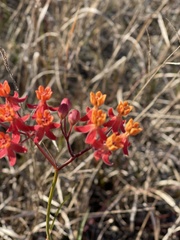 Asclepias lanceolata