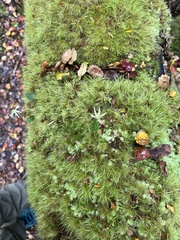 Adenochilus gracilis