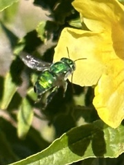 Euglossa viridissima
