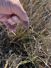 Asclepias lanceolata