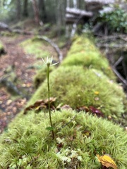 Adenochilus gracilis