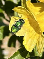 Euglossa viridissima