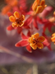 Asclepias lanceolata