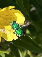 Euglossa viridissima