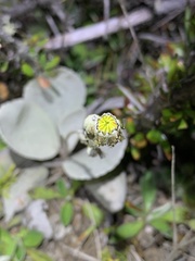 Brachyglottis haastii