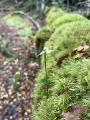 Adenochilus gracilis