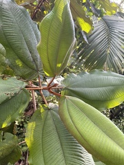 Miconia serrulata