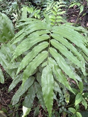 Meniscium reticulatum