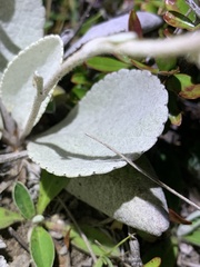 Brachyglottis haastii
