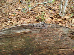 Sistrurus miliarius barbouri