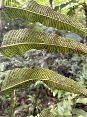 Meniscium reticulatum