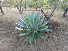 Agave jaiboli